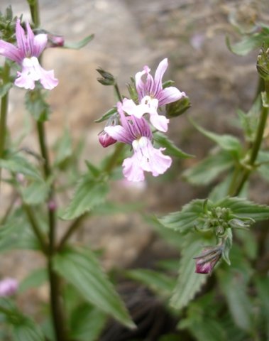 Nemesia denticulata flowering